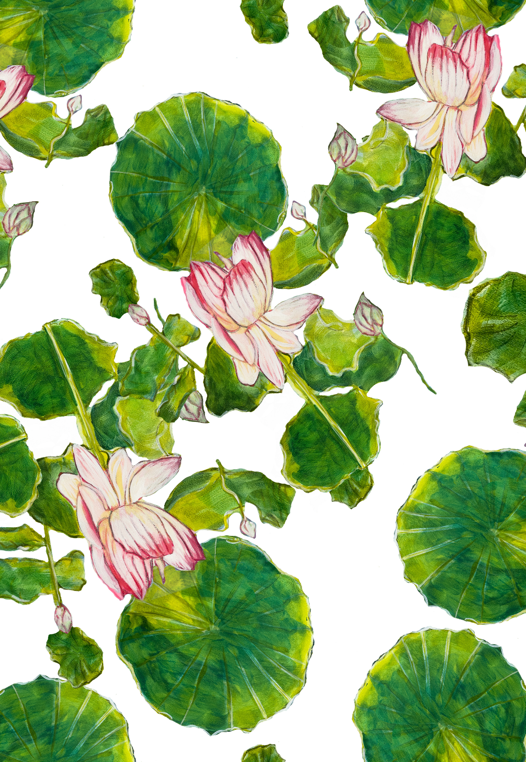 Pattern of pink lotus flowers and green leaves on a white background